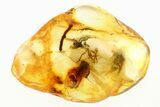 Detailed Fossil Termite (Isoptera) In Baltic Amber #284658-1
